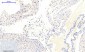 JAK1 (phospho Tyr1022) Polyclonal Antibody